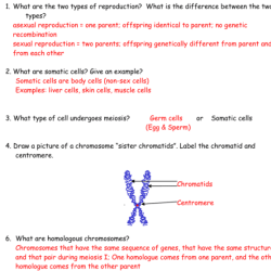 Gummy worm meiosis lab answer key