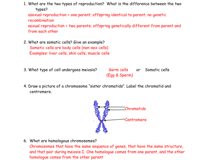 Gummy worm meiosis lab answer key