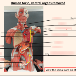 Human torso model labeled organs