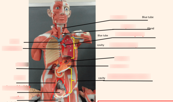 Human torso model labeled organs