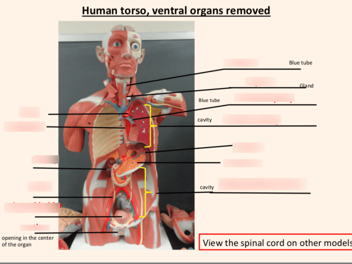 Human torso model labeled organs