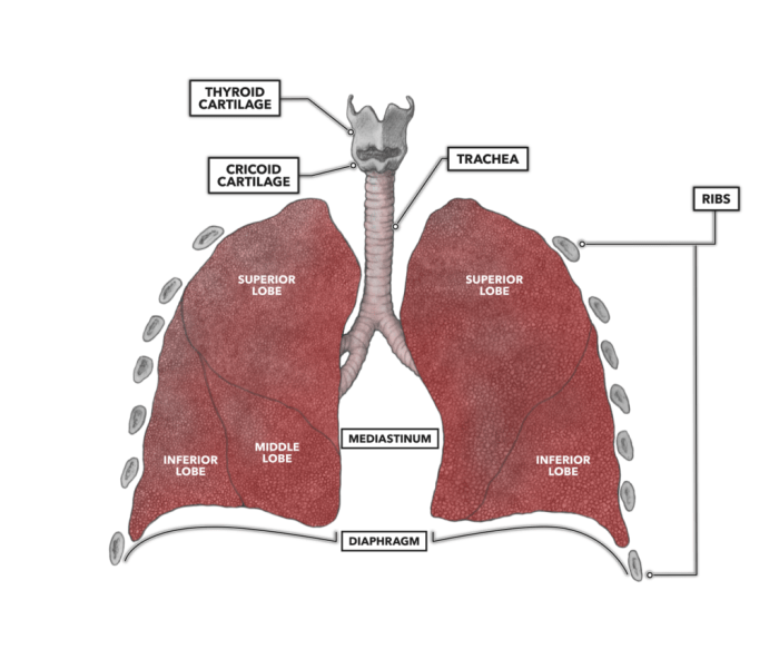 Hole's essentials of anatomy and physiology