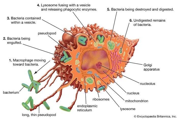 Its name means neutral-loving a phagocyte