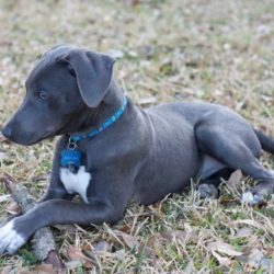 Lacy blue dog texas mixed breed catahoula cur vs breeds dogs puppies mydogbreeds 101dogbreeds puppy comparison lithe