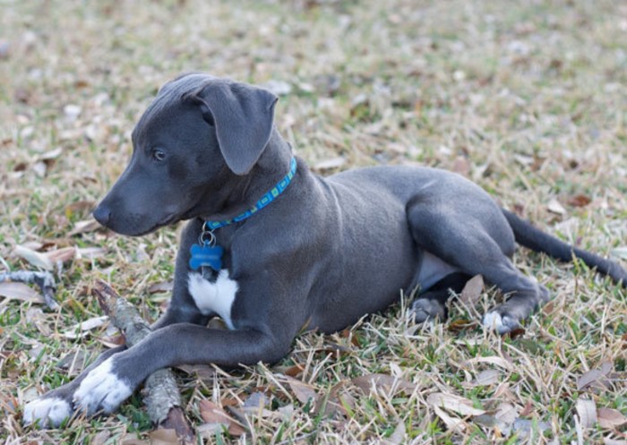 Lacy blue dog texas mixed breed catahoula cur vs breeds dogs puppies mydogbreeds 101dogbreeds puppy comparison lithe