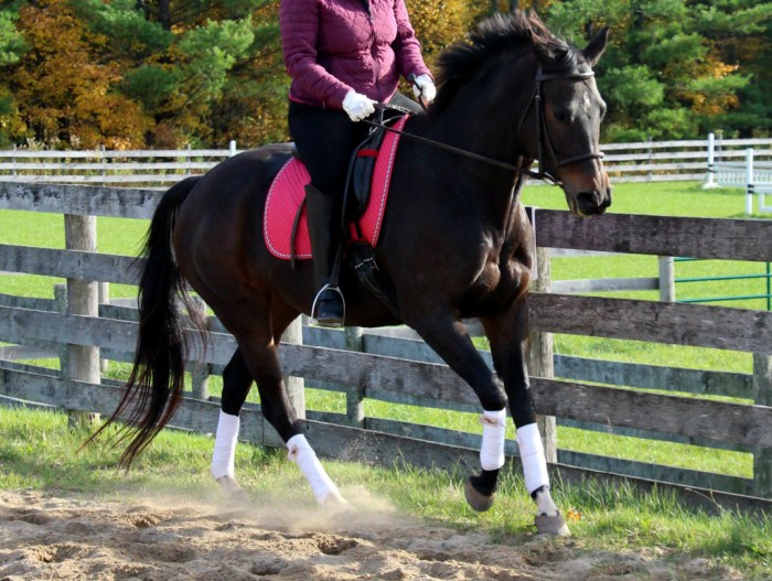 Canter gaits