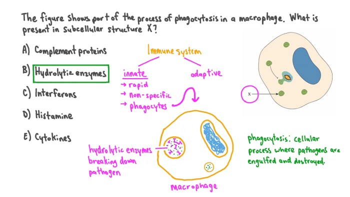 Its name means neutral-loving a phagocyte