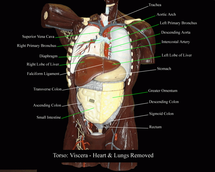 Human torso model labeled organs