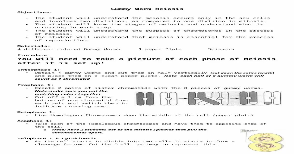 Gummy worm meiosis lab answer key