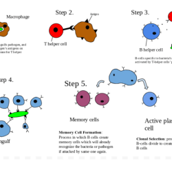 The lymphatic system and immune response review sheet