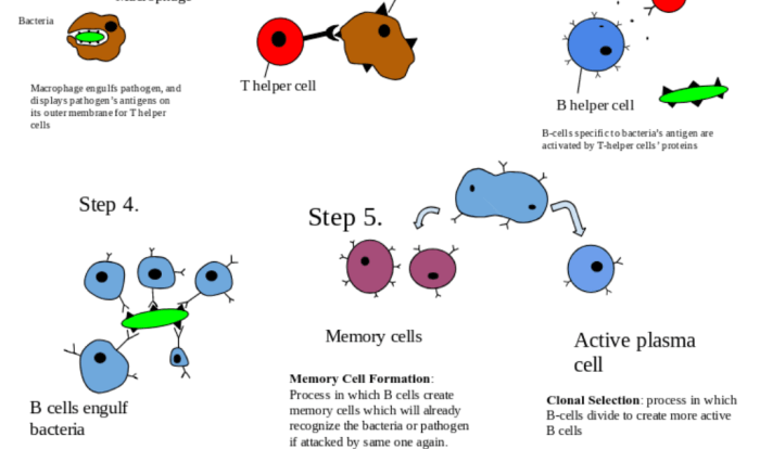 The lymphatic system and immune response review sheet