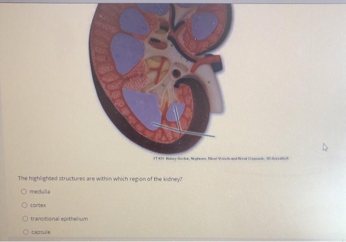 The highlighted structures are within which region of the kidney