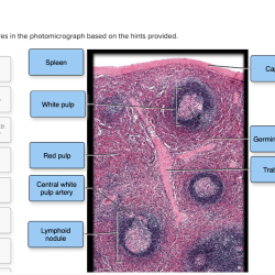 Kidney parts diagram label draw labled