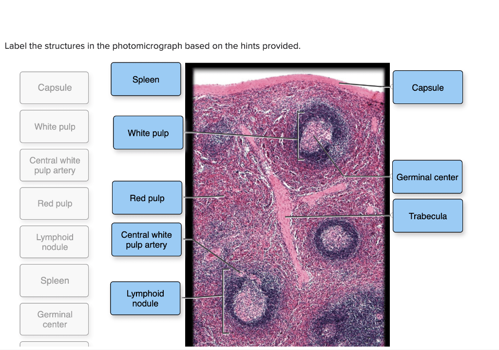 Kidney parts diagram label draw labled