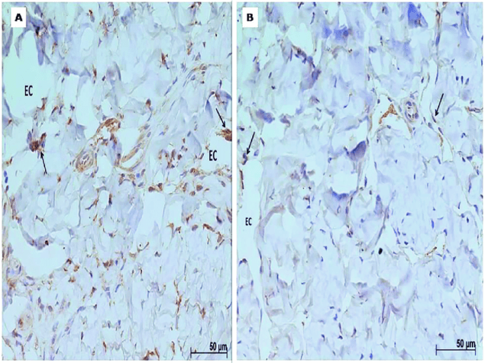 Penis tissue grow