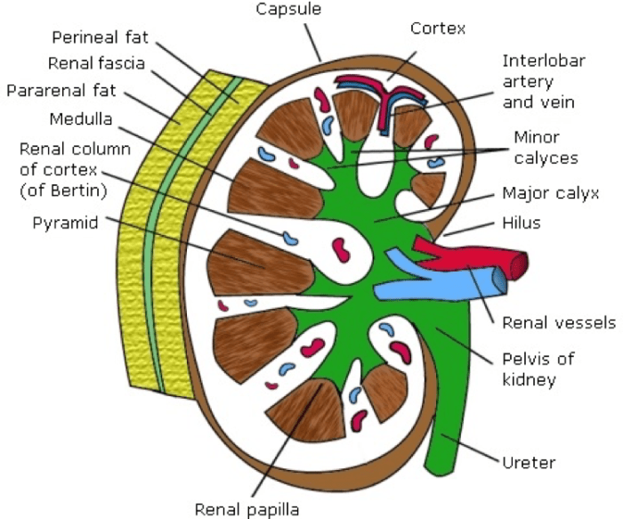 The highlighted structures are within which region of the kidney